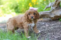 Jana, a female Cavapoo for sale in Sugarcreek, OH – 4 of 7