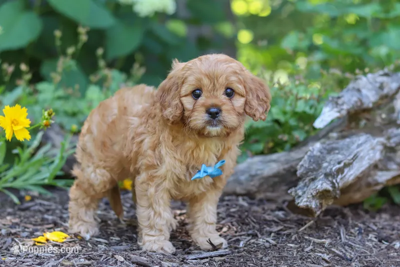 Nick – Cavapoo puppy for sale in Sugarcreek, OH