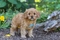 Nick, a male Cavapoo for sale in Sugarcreek, OH – 1 of 7