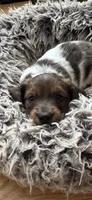 Bruno, a male Miniature Dachshund for sale in Plattsburgh, NY – 3 of 10