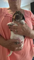 Bruno, a male Miniature Dachshund for sale in Plattsburgh, NY – 4 of 10