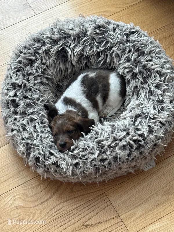 Bruno – Miniature Dachshund puppy for sale in Plattsburgh, NY