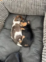 Bruno, a male Miniature Dachshund for sale in Plattsburgh, NY – 10 of 10