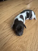 Bruno, a male Miniature Dachshund for sale in Plattsburgh, NY – 6 of 10