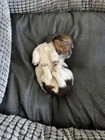 Bruno, a male Miniature Dachshund for sale in Plattsburgh, NY – 9 of 10