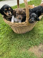 Bruno, a male Miniature Dachshund for sale in Plattsburgh, NY – 2 of 10