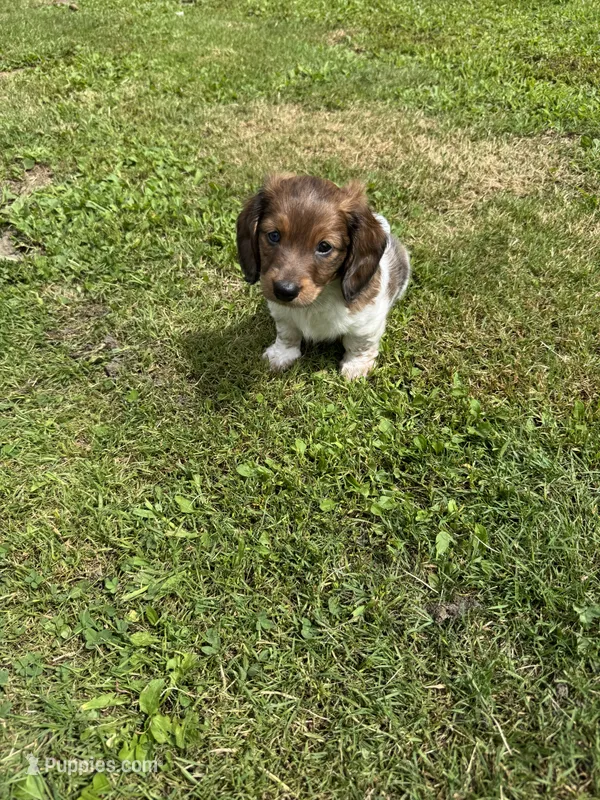 Bruno – Miniature Dachshund puppy for sale in Plattsburgh, NY