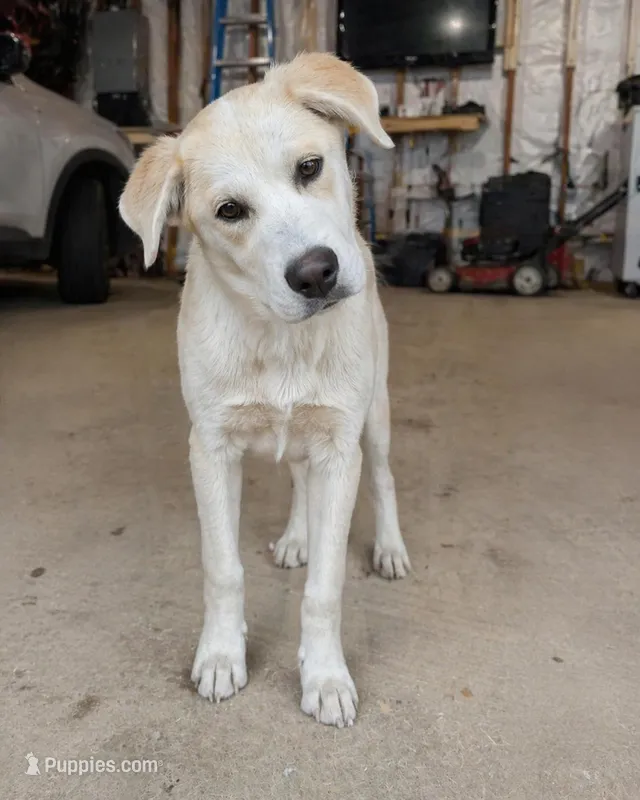 Carlos – Great Pyrenees puppy for sale in Tomball, TX