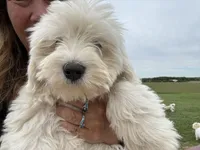 Gucci, a female Coton de Tulear for sale in Big Rapids, MI – 4 of 9