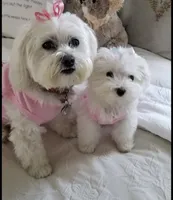 Gucci, a female Coton de Tulear for sale in Big Rapids, MI – 2 of 9
