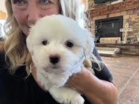 Baxter, a male Coton de Tulear for sale in Big Rapids, MI – 2 of 7