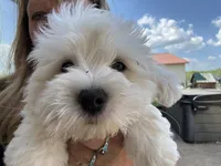 Gucci, a female Coton de Tulear for sale in Big Rapids, MI – 7 of 9