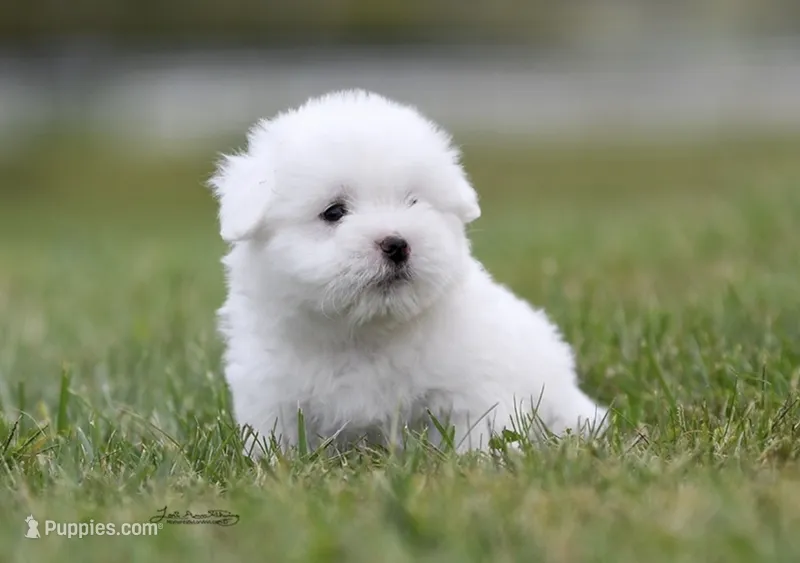Gucci – Coton de Tulear puppy for sale in Big Rapids, MI