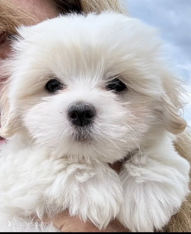 Chanel – Coton de Tulear puppy for sale in Big Rapids, MI