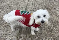 Visachi , a male Coton de Tulear for sale in Big Rapids, MI – 8 of 8
