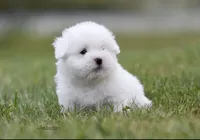 Chanel, a female Coton de Tulear for sale in Big Rapids, MI – 3 of 7