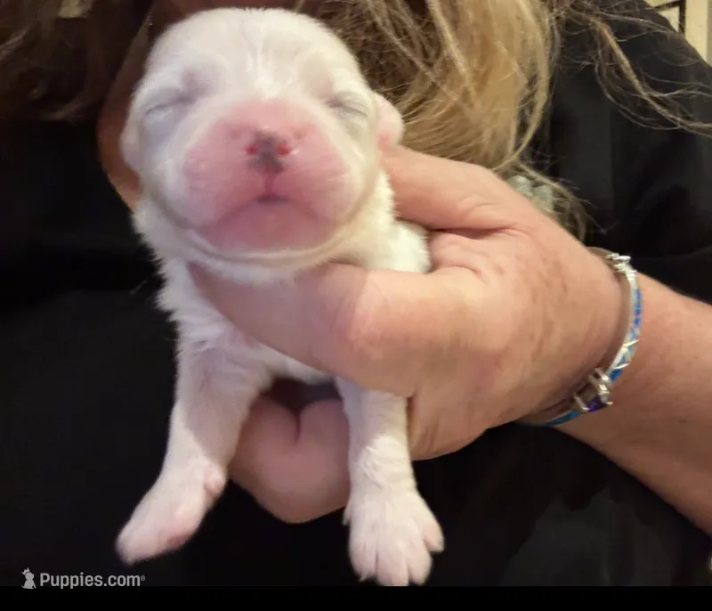 Visachi  – Coton de Tulear puppy for sale in Big Rapids, MI