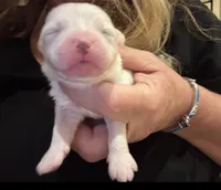 Visachi , a male Coton de Tulear for sale in Big Rapids, MI – 1 of 8