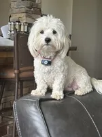 Baxter, a male Coton de Tulear for sale in Big Rapids, MI – 4 of 7