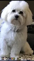 Charlie, a male Coton de Tulear for sale in Big Rapids, MI – 5 of 8