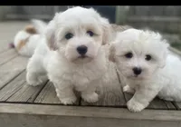 Charlie, a male Coton de Tulear for sale in Big Rapids, MI – 2 of 8