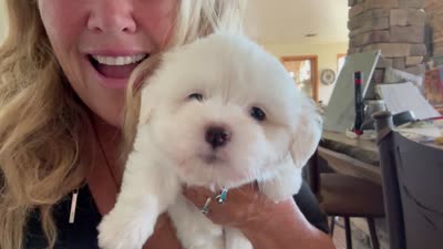 Baxter, a male Coton de Tulear for sale in Big Rapids, MI – 7 of 7