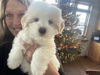 Charlie, a male Coton de Tulear for sale in Big Rapids, MI – 6 of 8