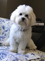 Gucci, a female Coton de Tulear for sale in Big Rapids, MI – 3 of 9