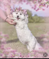 Visachi , a male Coton de Tulear for sale in Big Rapids, MI – 6 of 8