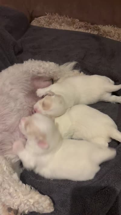 Chanel, a female Coton de Tulear for sale in Big Rapids, MI – 7 of 7