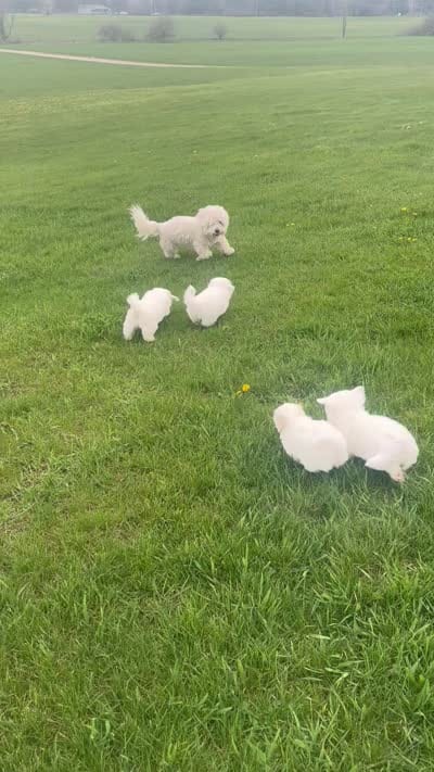 Gucci, a female Coton de Tulear for sale in Big Rapids, MI – 9 of 9