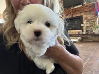 Baxter, a male Coton de Tulear for sale in Big Rapids, MI – 1 of 7