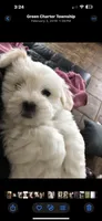 Baxter, a male Coton de Tulear for sale in Big Rapids, MI – 3 of 7