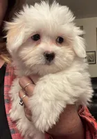 Carson, a male Coton de Tulear for sale in Big Rapids, MI – 4 of 7