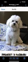 Baxter, a male Coton de Tulear for sale in Big Rapids, MI – 6 of 7