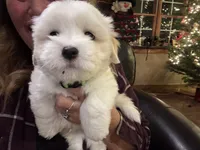 Carson, a male Coton de Tulear for sale in Big Rapids, MI – 1 of 7