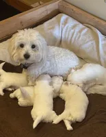 Visachi , a male Coton de Tulear for sale in Big Rapids, MI – 7 of 8