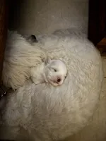 Charlie, a male Coton de Tulear for sale in Big Rapids, MI – 8 of 8