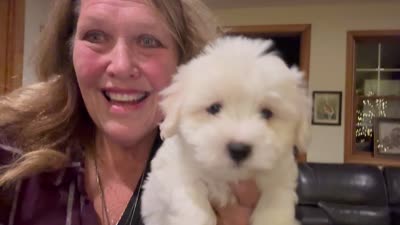 Carson, a male Coton de Tulear for sale in Big Rapids, MI – 7 of 7