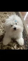 Gucci, a female Coton de Tulear for sale in Big Rapids, MI – 6 of 9