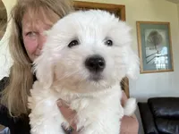 Gucci, a female Coton de Tulear for sale in Big Rapids, MI – 5 of 9