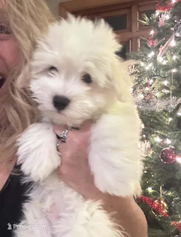 Charlie – Coton de Tulear puppy for sale in Big Rapids, MI