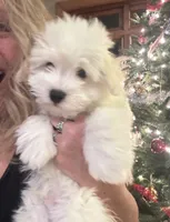 Charlie, a male Coton de Tulear for sale in Big Rapids, MI – 1 of 8
