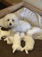 Baxter, a male Coton de Tulear for sale in Big Rapids, MI – 5 of 7