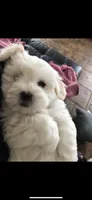 Gucci, a female Coton de Tulear for sale in Big Rapids, MI – 8 of 9