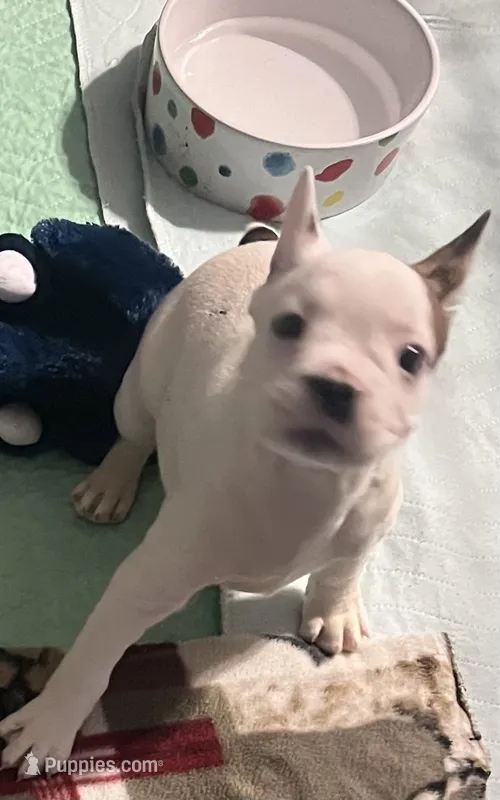 Pink collar female  “Belle”