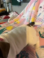 Pink collar female  “Belle”, a female Frenchton for sale in Jonesborough, TN – Photo 4 of 4