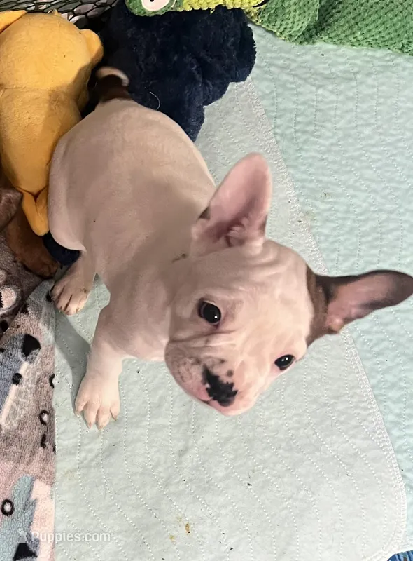 Pink collar female  “Belle”