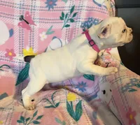 Pink collar female  “Belle”, a female Frenchton for sale in Jonesborough, TN – Photo 3 of 4