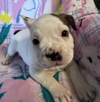 Pink collar female  “Belle”, a female Frenchton for sale in Jonesborough, TN – Photo 2 of 4